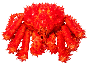 Red Alaskan King Sea Crab